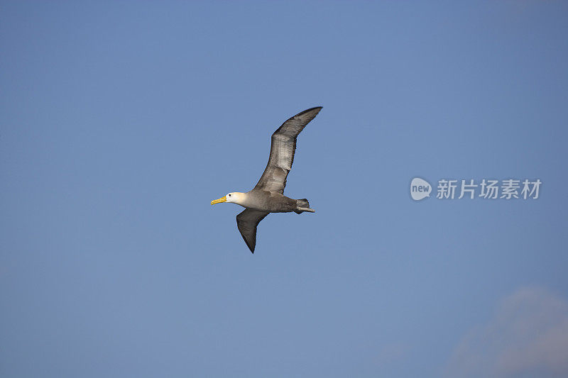 加拉帕戈斯信天翁(Diomedea irrorata)在加拉帕戈斯群岛Espanola岛的蓬塔苏亚雷斯飞行